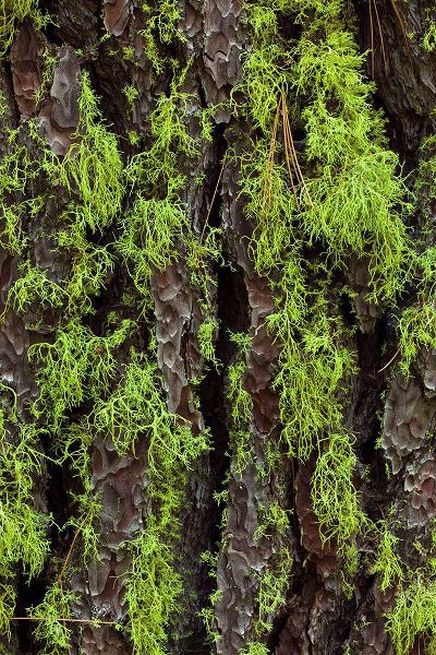 Jones, Adam 아티스트의 Green lichen growing on ancient giant sequoias-Yosemite National Park-California작품입니다.